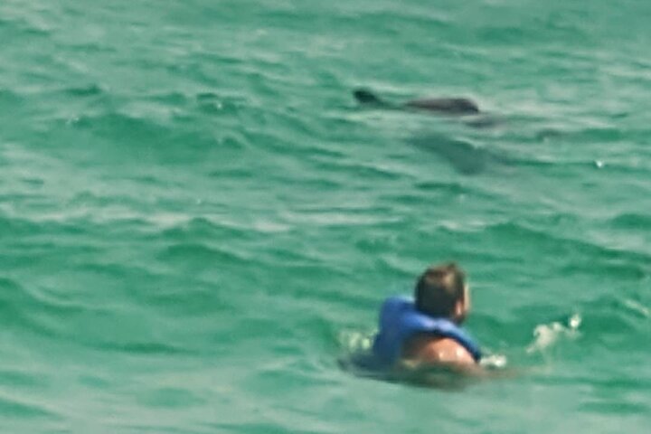 2 Hours Swim with the Dolphins in Panama City
