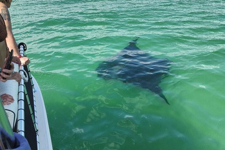 2 Hours Swim with the Dolphins in Panama City