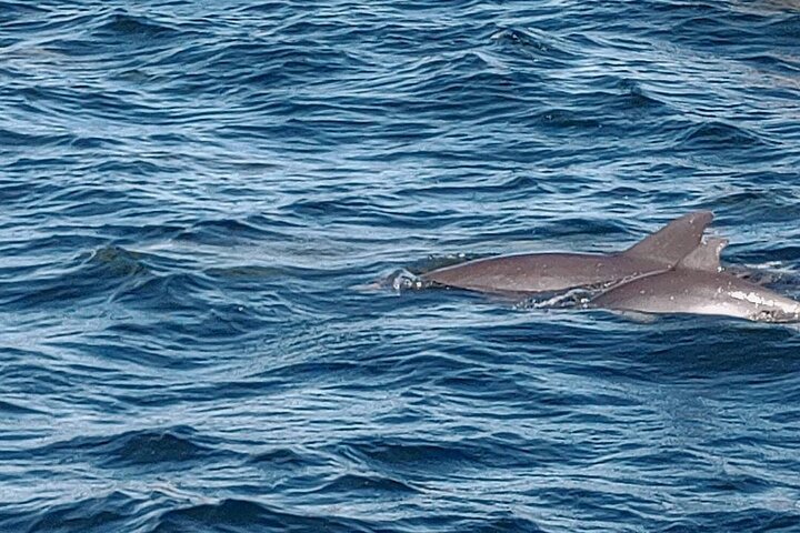 2 Hours Swim with the Dolphins in Panama City