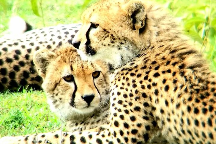 3 days group joining safari to Maasai Mara with a Land Cruiser Jeep