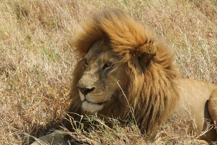 3 days group joining safari to Maasai Mara with a Land Cruiser Jeep