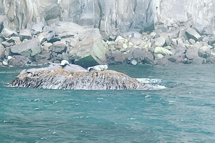 Sightseeing Around Nólsoy to see Puffins