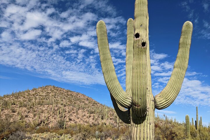 Saguaro National Park Self-Guided Audio Tour