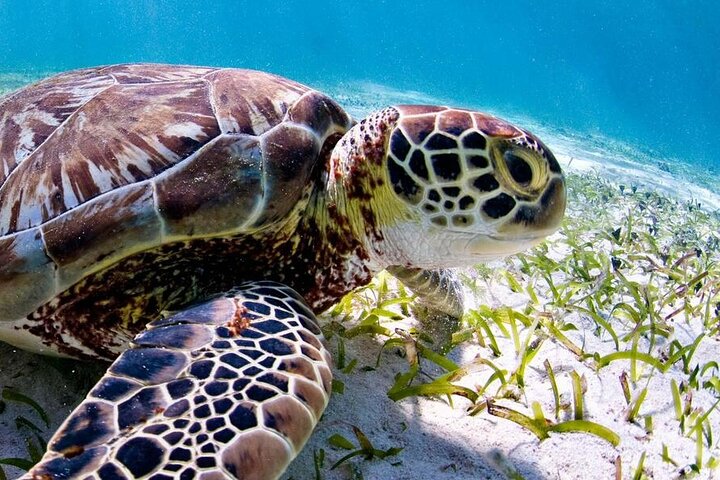 Marine Park - Private Boat charter with LOCAL Captain/ Guide