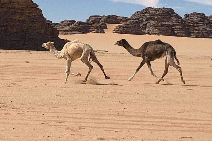 2 Day Private Tour to Petra and Wadi Rum from Amman