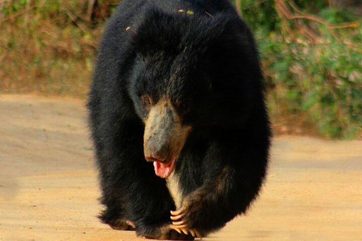Yala National Park Safari - Private Tour