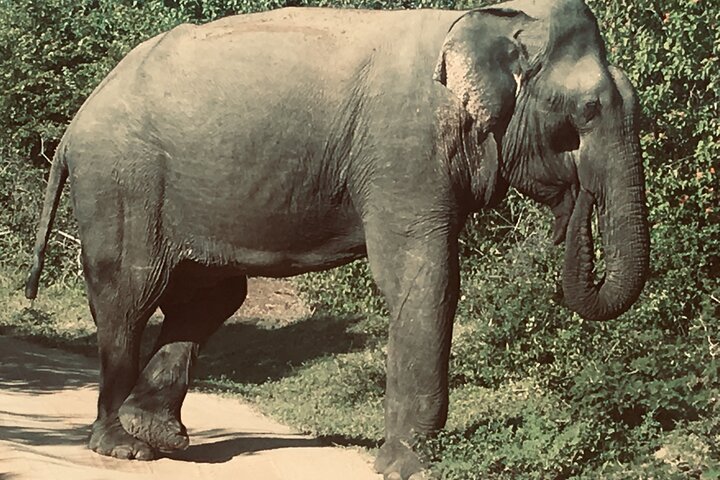 Yala National Park Safari - Private Tour