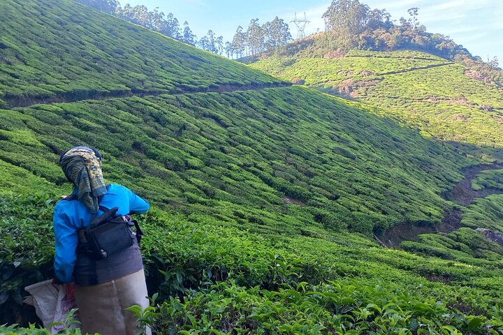Full day in hiking in Munnar (By Munnar Info)