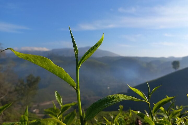Full day in hiking in Munnar (By Munnar Info)