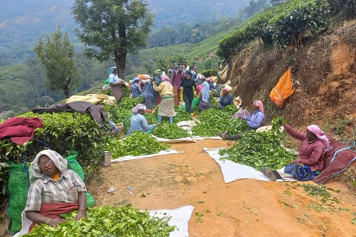 Full day in hiking in Munnar (By Munnar Info)