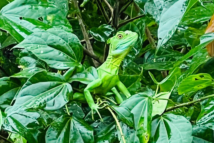 Half day Tortuguero Canal, Cahuita National Park & Puerto Limon