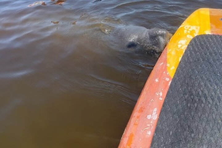 Dolphin and Manatee Adventure Tour of Merritt Island