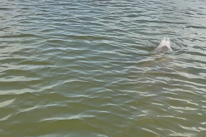 Dolphin and Manatee Adventure Tour of Merritt Island