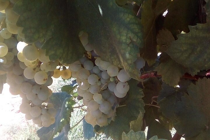 Prosecco Wine Tour with Sommelier – Pick-up from Treviso