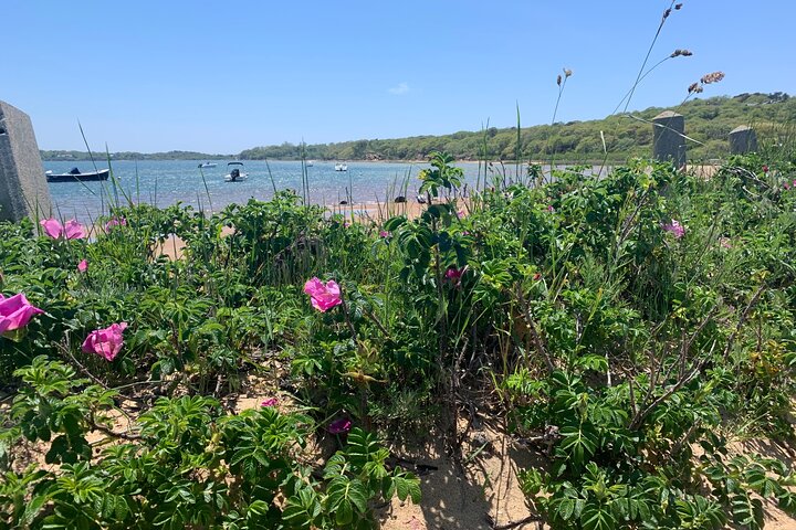 Private, Guided Sightseeing Tour of Marthas Vineyard Island(3hrs)