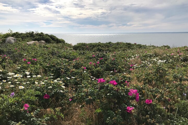 Private, Guided Sightseeing Tour of Marthas Vineyard Island(3hrs)