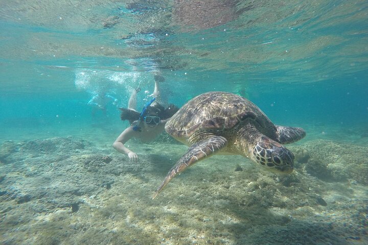 Apo Island Day Tour from Dumaguete with Lunch & Transfer