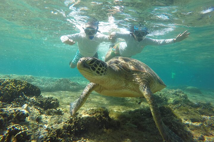Apo Island Day Tour from Dumaguete with Lunch & Transfer