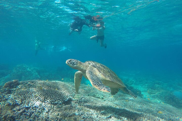 Apo Island Day Tour from Dumaguete with Lunch & Transfer