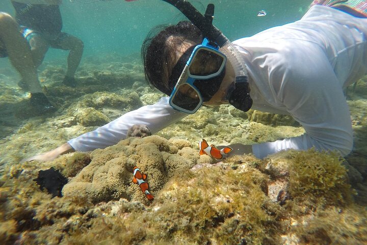 Apo Island Day Tour from Dumaguete with Lunch & Transfer