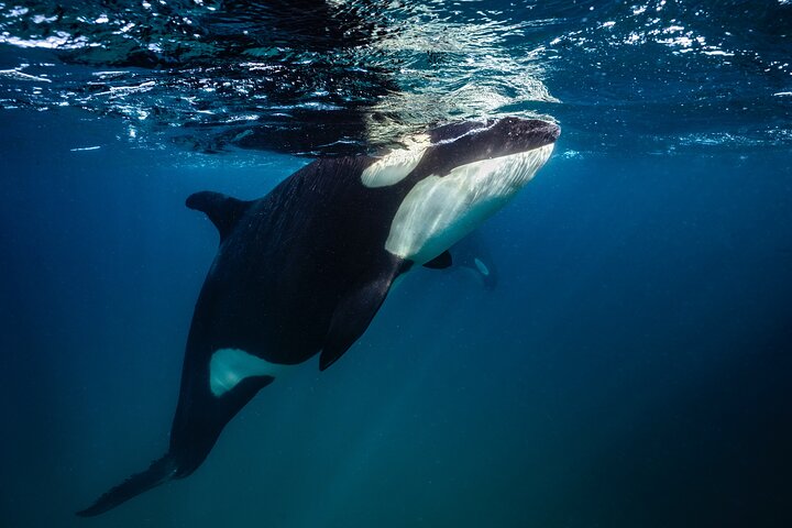 Ocean Safari: Sea Lions, Mobula Rays, Dolphins, Orcas & Whales