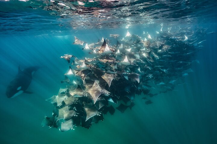 Ocean Safari: Sea Lions, Mobula Rays, Dolphins, Orcas & Whales
