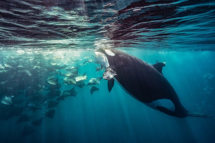 Ocean Safari: Sea Lions, Mobula Rays, Dolphins, Orcas & Whales