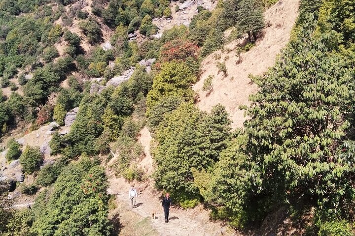 Hiking Day Tour to Triund from Dharamshala