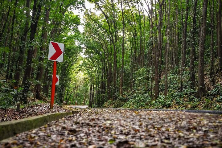 2026 Affordable Bohol: Tarsier Sanctuary & Chocolate Hills