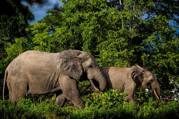 4 Days Safari to Mole park and Wechiau Hippos