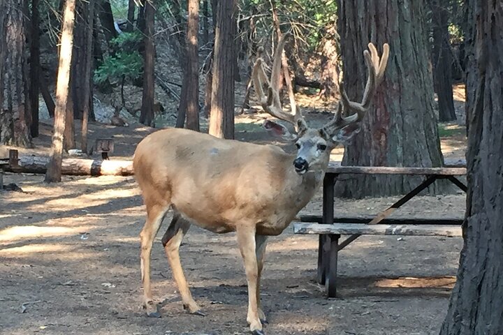 Yosemite Highlights Small Group Tour