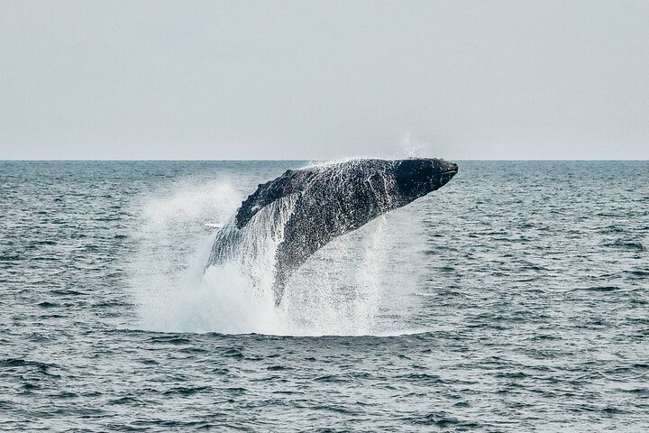 Victoria Half-Day Whale Watching Adventure with Free Photos