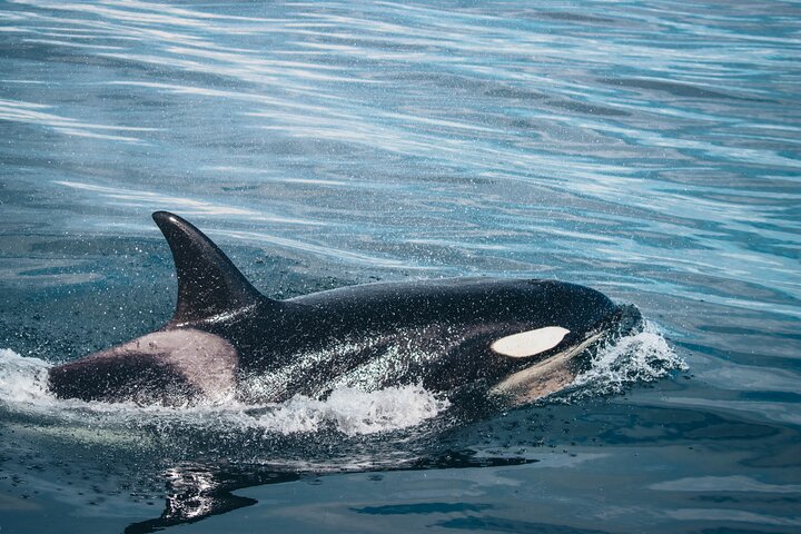 Victoria Half-Day Whale Watching Adventure with Free Photos