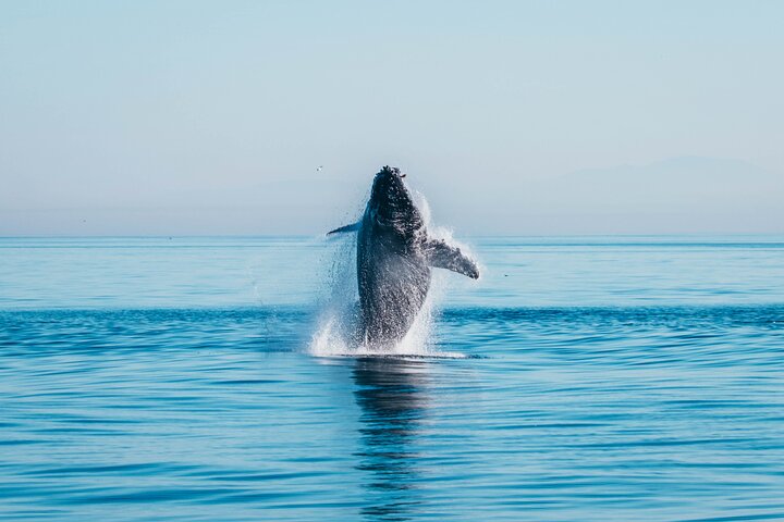 Victoria Half-Day Whale Watching Adventure with Free Photos