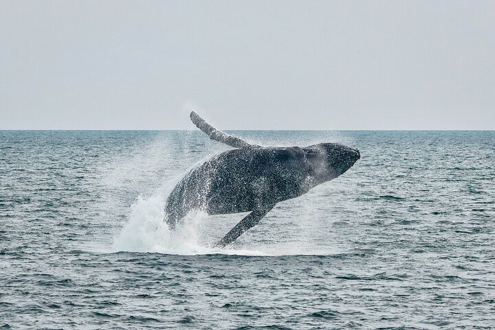 Victoria Half-Day Whale Watching Adventure with Free Photos