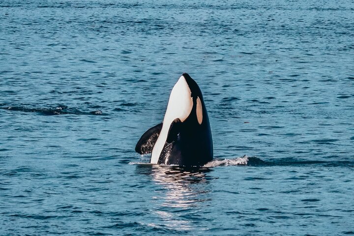 Victoria Half-Day Whale Watching Adventure with Free Photos