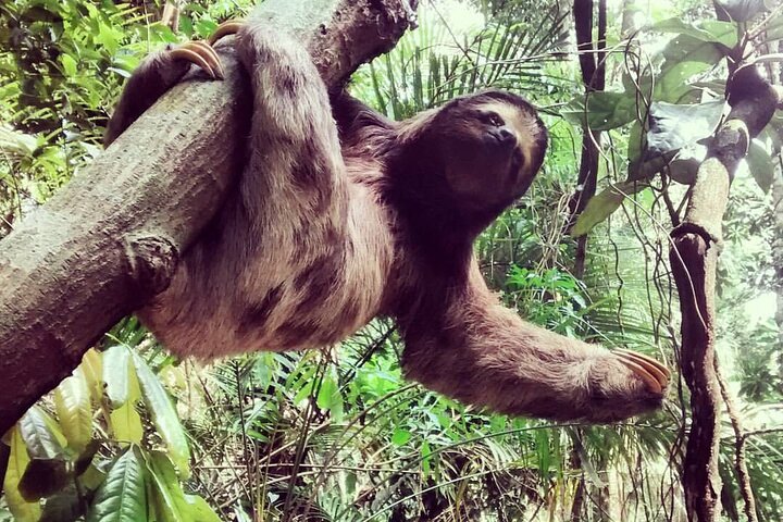 Explore the Best of Tijuca Forest – Hike to Peaks, Caves & Falls