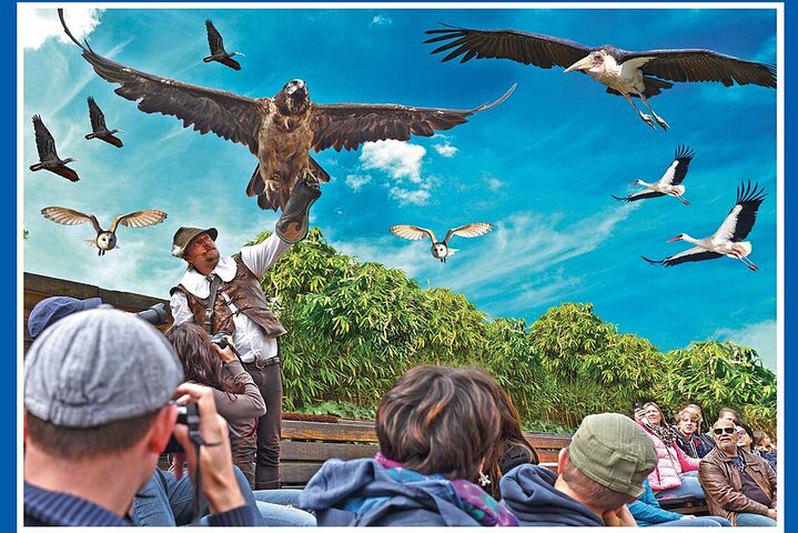 Skip the Line: Falconeria Locarno Ticket