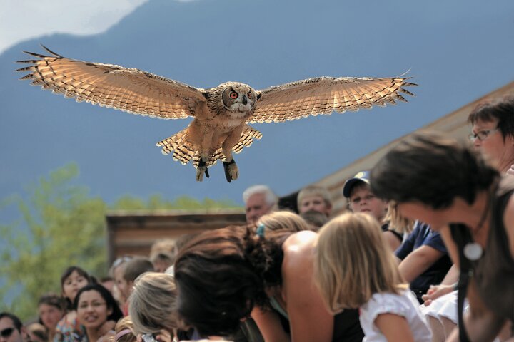 Skip the Line: Falconeria Locarno Ticket