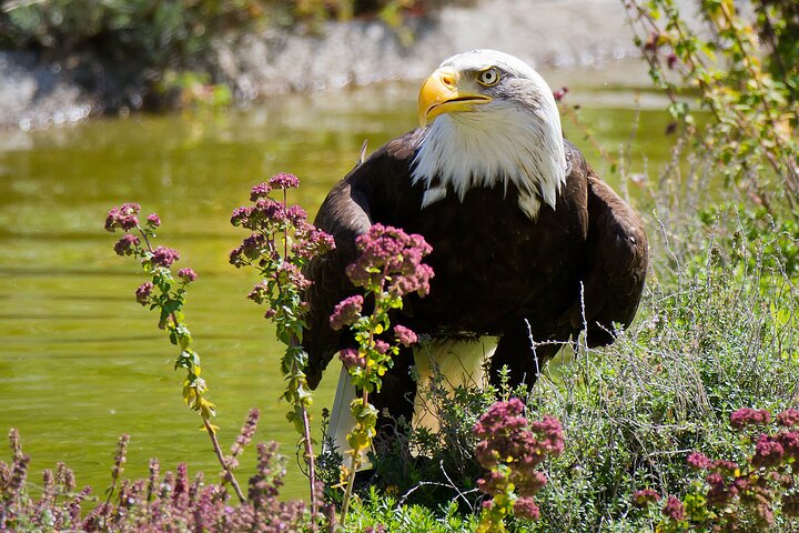 Skip the Line: Falconeria Locarno Ticket