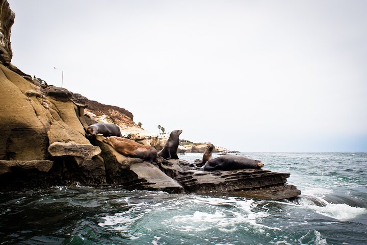 La Jolla Sea Cave Tandem Kayak Tour
