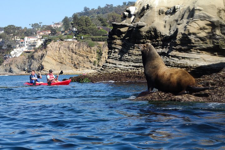 La Jolla Sea Cave Tandem Kayak Tour
