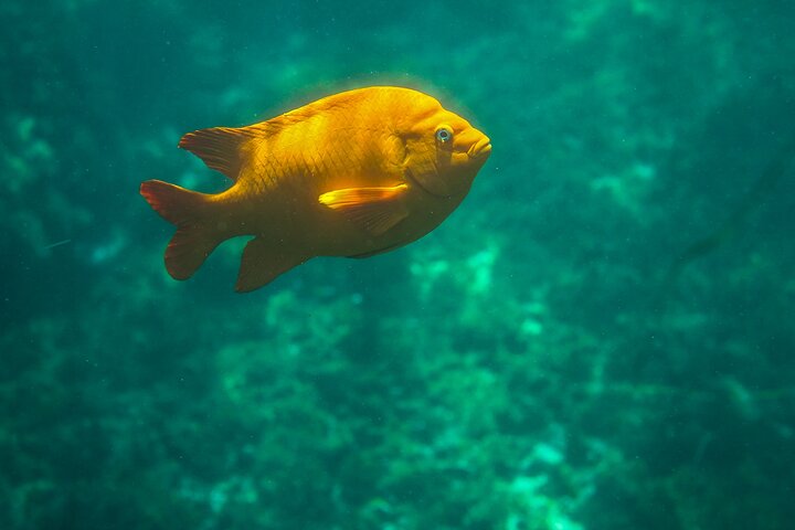 La Jolla Kayak and Snorkel Tour for two people (tandem kayak)