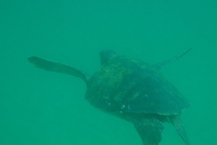 La Jolla Kayak and Snorkel Tour for two people (tandem kayak)