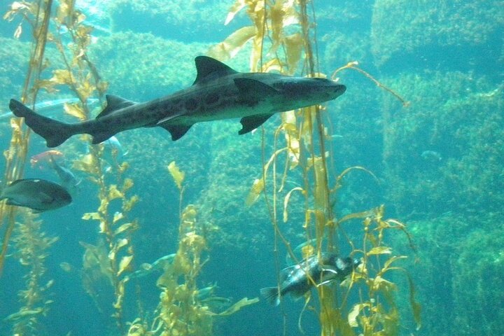 La Jolla Kayak and Snorkel Tour for two people (tandem kayak)