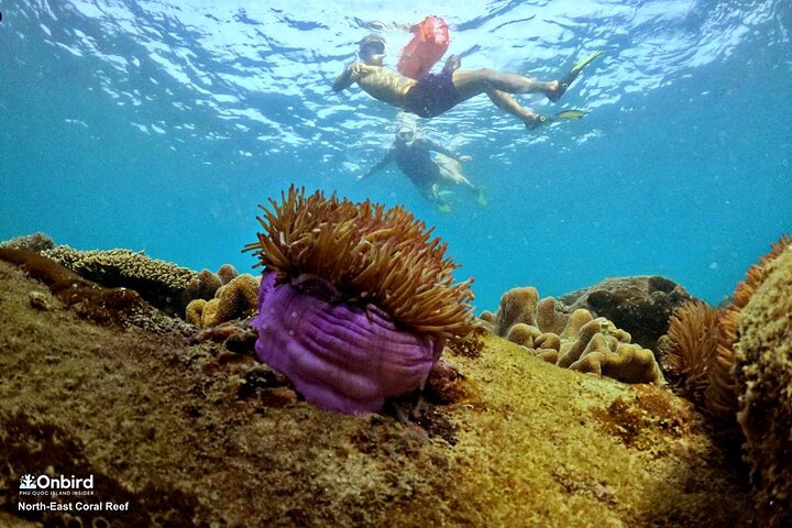 PRO-SNORKELING to Explore Hidden Coral Reefs (MAX 10 PAX)