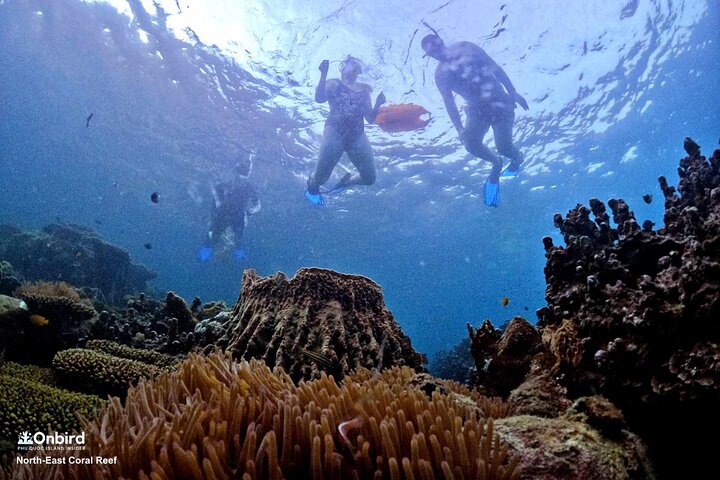 PRO-SNORKELING to Explore Hidden Coral Reefs (MAX 10 PAX)