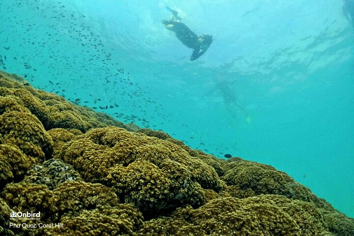 PRO-SNORKELING to Explore Hidden Coral Reefs (MAX 10 PAX)