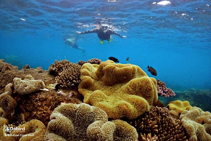 PRO-SNORKELING to Explore Hidden Coral Reefs (MAX 10 PAX)