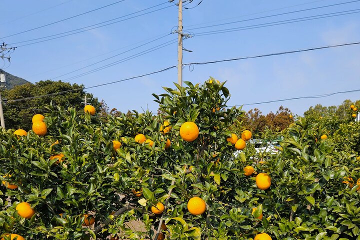 Private Tour South and West Jeju Island with Experienced Driver